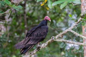 2014-JKH-Panama-D610-0717