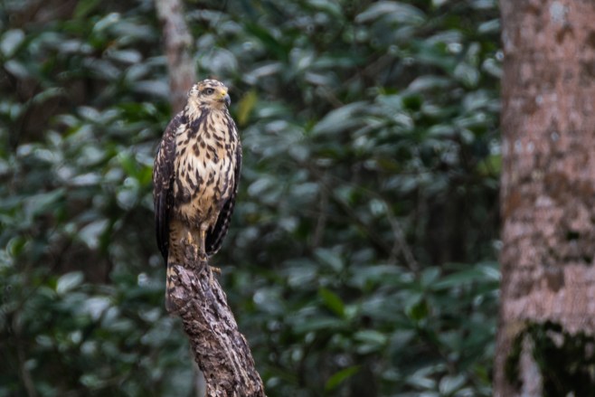 2014-JKH-Panama-D610-0723