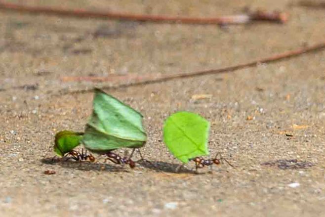 2014-JKH-Panama-D610-LR-1997