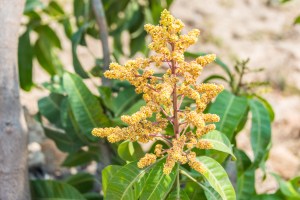 2016-LIO-Panama Mango Plantation Tour