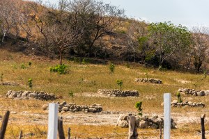 2016-LIO-Panama Mango Plantation Tour