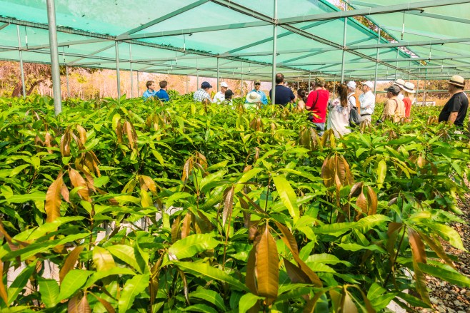 2016-LIO-Panama Mango Plantation Tour