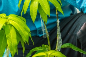 2016-LIO-Panama Mango Plantation Tour