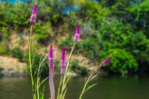 2016-LIO-Panama Mango Plantation Tour